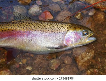 Rainbow Trout - Close up of a freshly caught fish in the water 