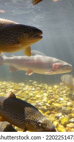 Rainbow Trout In A Fish Hatchery 