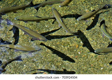 Rainbow Trout At The Fish Hatchery