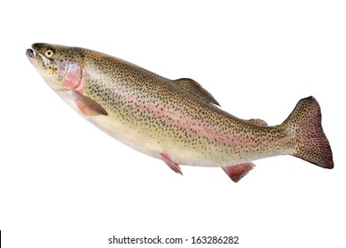 Rainbow trout fish isolated on white background