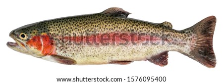 Rainbow trout fish isolated on white background. Side view
