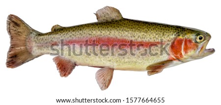 Rainbow trout fish. Isolated on a white background (Oncorhynchus mykiss)