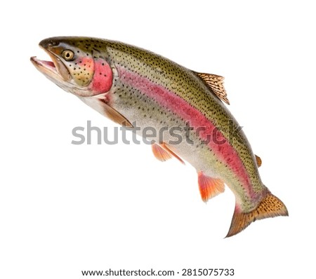 Rainbow Trout Fish Leaping Pose Vivid Colorat Isolated On White Background