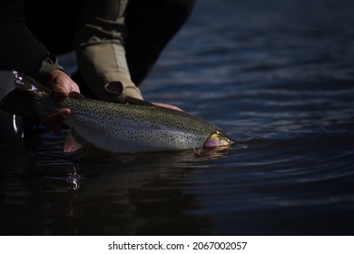 Rainbow Trout Fly Fishing Colorado