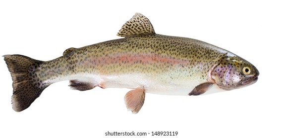 Rainbow Trout White Background Images, Stock Photos & Vectors ...