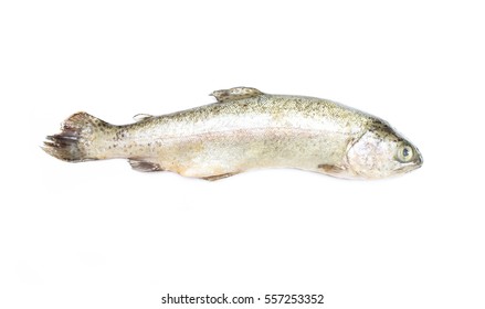 Rainbow Trout Isolated On White Background Stock Photo 557253352 ...