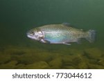Rainbow trout (Oncorhynchus mykiss) close-up under water in the nature river habitat. Underwater photo in the clean little creek. 