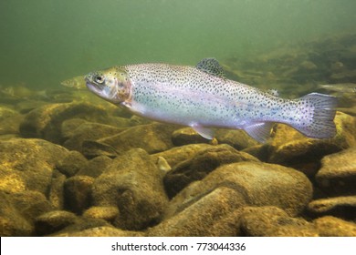 Rainbow trout (Oncorhynchus mykiss) close-up under water in the nature river habitat. Underwater photo in the clean little creek. 