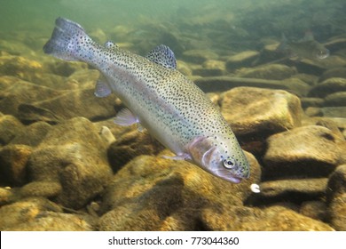 Rainbow trout (Oncorhynchus mykiss) close-up under water in the nature river habitat. Underwater photo in the clean little creek. 