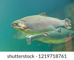 Rainbow trout  (Oncorhynchus mykiss) fish close-up  floating under  sea aquamarine water 
