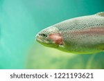 Rainbow trout  (Oncorhynchus mykiss) or Steelhead trout close-up floating under aquamarine water background
