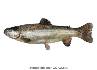 Rainbow Trout River Fish Isolated On A White Background.