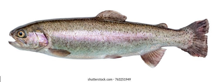 Rainbow Trout River Fish Isolated