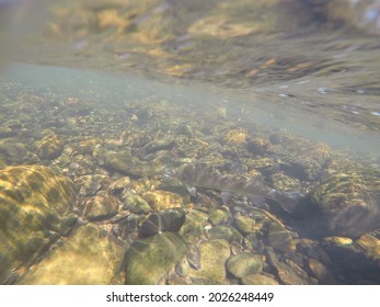 Rainbow Trout In Sabie River