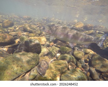 Rainbow Trout In Sabie River