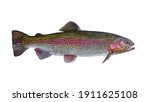 Rainbow trout salmon fish isolated on white background