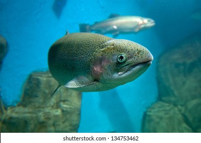 Rainbow Trout Or Salmon Trout (Oncorhynchus Mykiss) Close-up Underwater