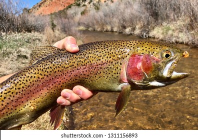 Rainbow trout in spawning colors caught fishing by a fly fisherman