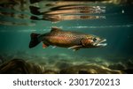 Rainbow trout swimming in natural underwater habitat, shallow depth of field.
