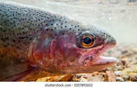 Rainbow Trout Underwater