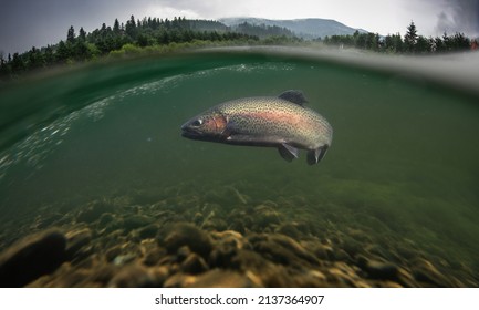 Rainbow Trout Underwater. Mountain Fishing Background.