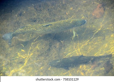 Rainbow Trout In The Water In The Trout Farm