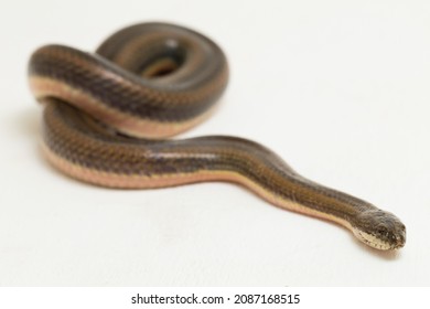 1,531 Rainbow water snake Images, Stock Photos & Vectors | Shutterstock