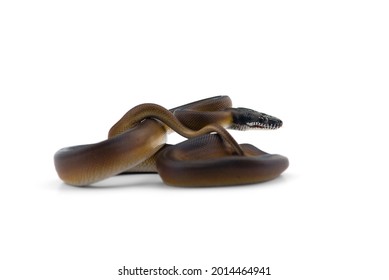 rainbow White-lipped Python isolated on white background