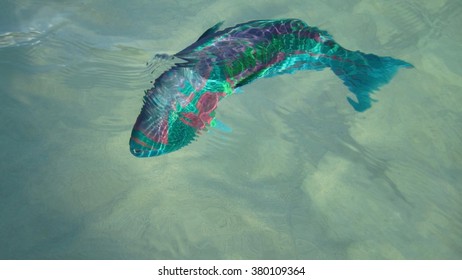 Rainbow Wrass, Lord Howe Island, Australia