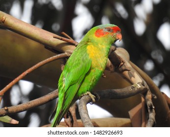 47 Lorikeet hybrid Images, Stock Photos & Vectors | Shutterstock