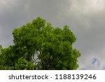 rainclouds over a tree