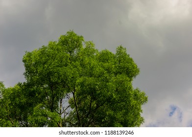 rainclouds over a tree