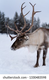 Raindeer In Finland