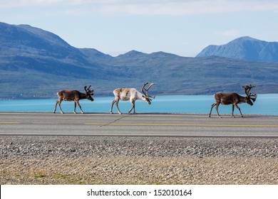 Raindeer In Norway