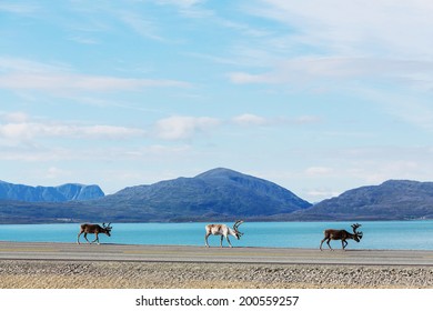 Raindeer In Norway