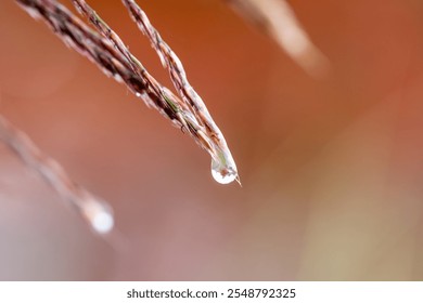 Raindrop at the end of ornamental grass seed head turned red purple in fall, against a blurry orange fall garden background, closeup in nature on a rainy fall day as a nature background
 - Powered by Shutterstock