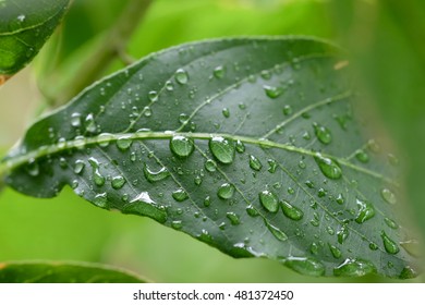 Raindrop on green leaf