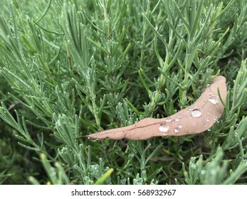 Raindrop on the leaf