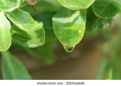 A Raindrop On A Live Forever Plant's Leaf