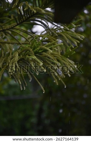 Raindrop on pine leaf in rainy day. Close-up wet fir tree branch with rain drops, Natural green background.