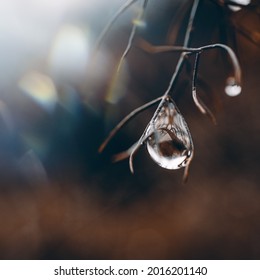 raindrop on the plant in rainy days in springtime - Powered by Shutterstock