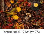 Raindrop-covered early fall foliage on wet rocks in the Dream Lake hiking trail, Rocky Mountain National Park, Estes Park, Colorado, USA.