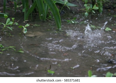 raindrops