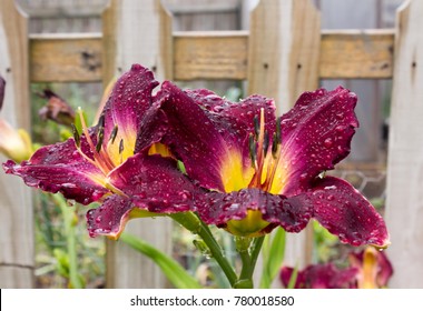 Raindrops bead up on the surface of Strutter's Ball Daylilies.