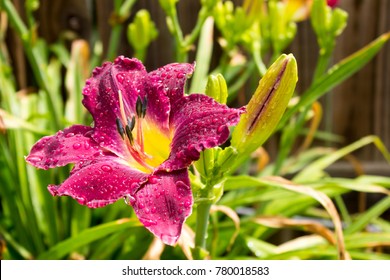 Raindrops bead up on the surface of Strutter's Ball Daylilies.
