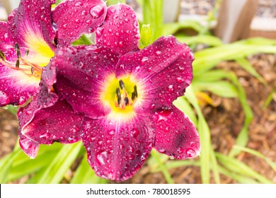 Raindrops bead up on the surface of Strutter's Ball Daylilies.