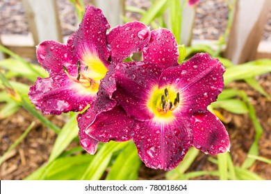 Raindrops bead up on the surface of Strutter's Ball Daylilies.
