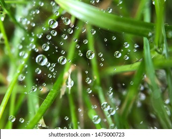 Raindrops caught in a spiders web
