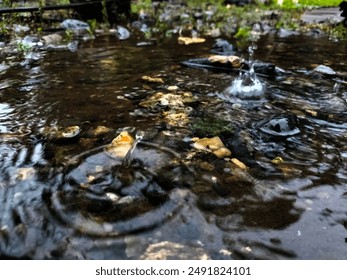 raindrops in a clear puddle