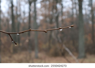 Raindrops clinging to a bare branch with buds in a serene forest setting - Powered by Shutterstock